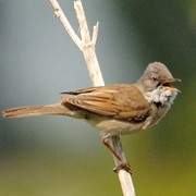 Whitethroat - First recorded