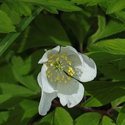 Wood anemone - First flowering