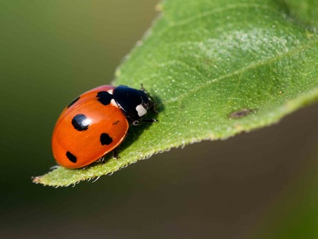 7 spot ladybird on a leaf