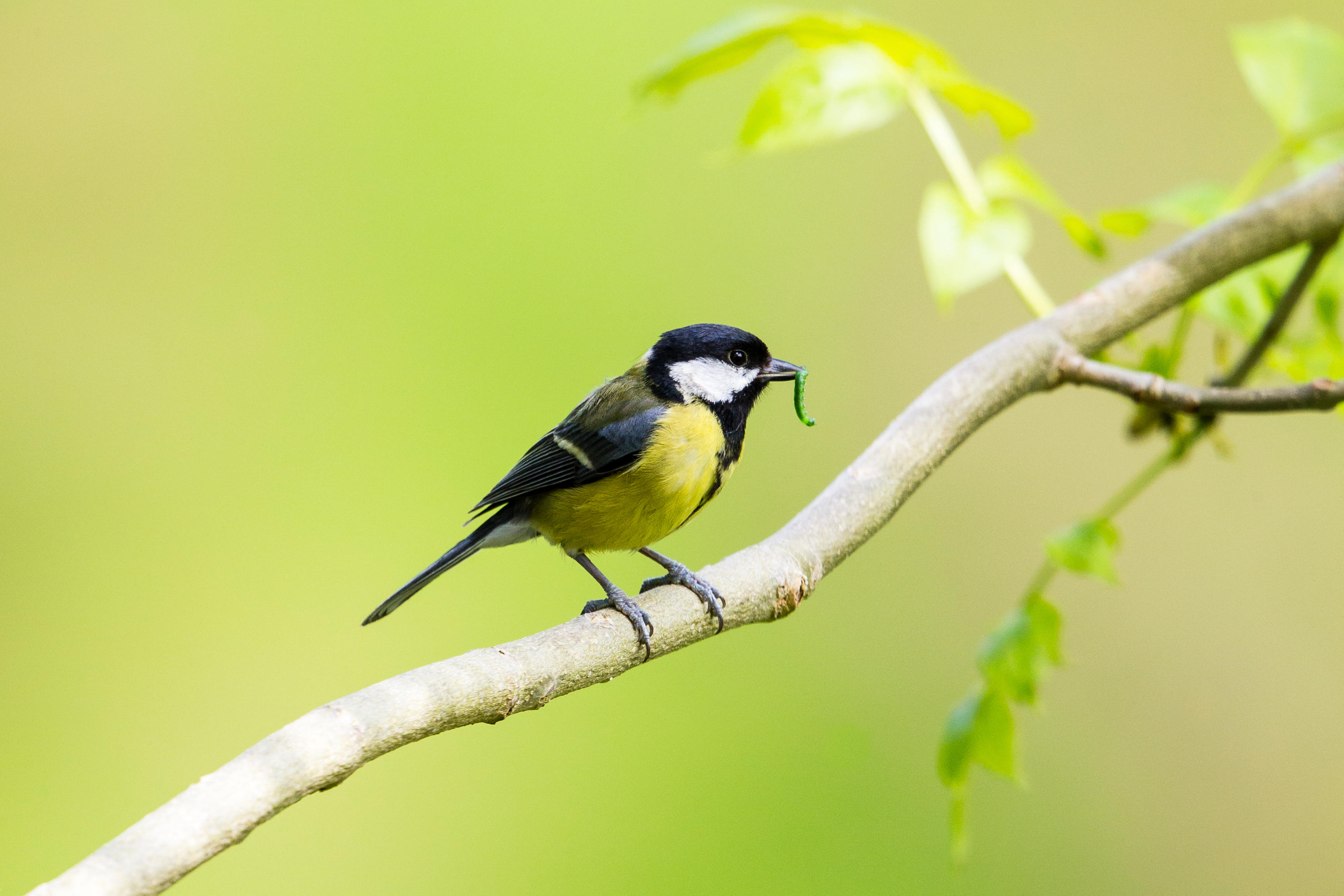Great tit with prey 