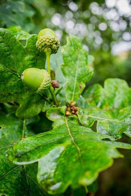 Pedunculate oak with acorns on stalks