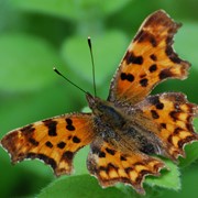 Comma - First recorded