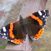 Red admiral - First recorded