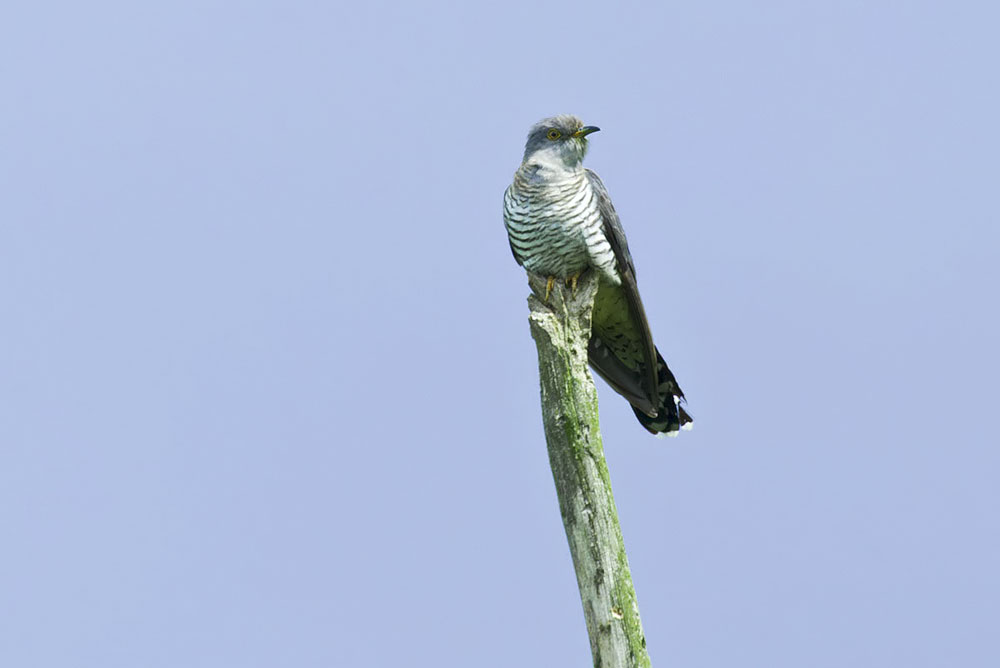 Cuckoo sat in tree 