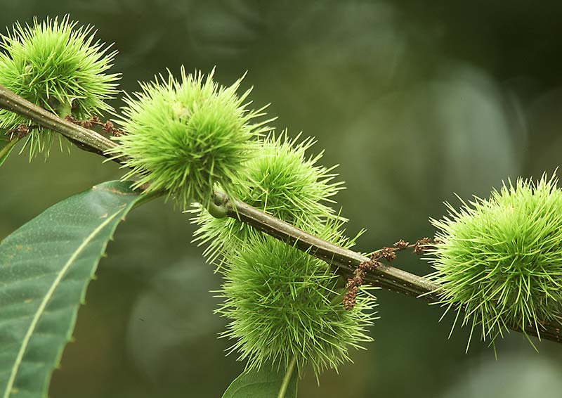 Sweet chestnut