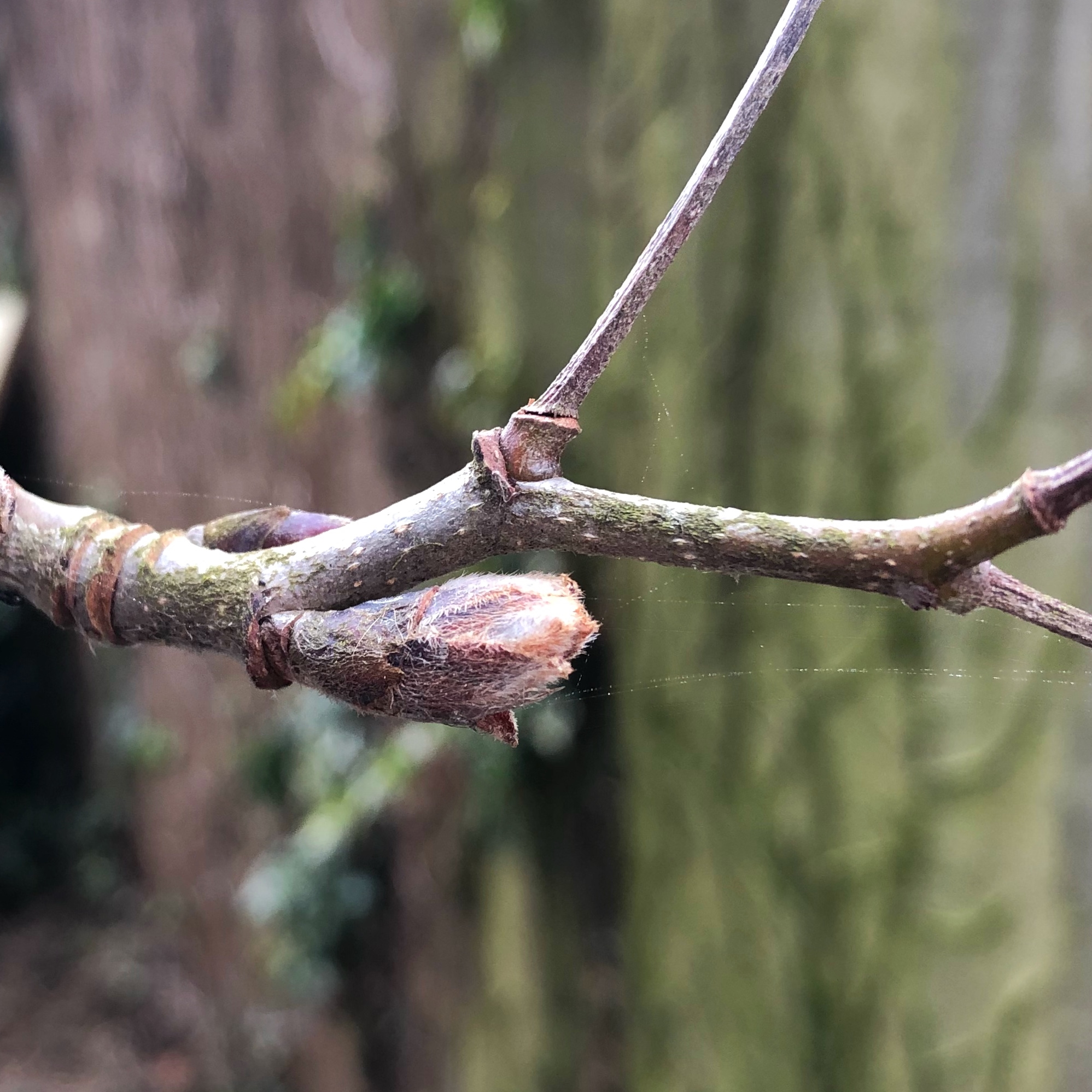 Rowan Budburst