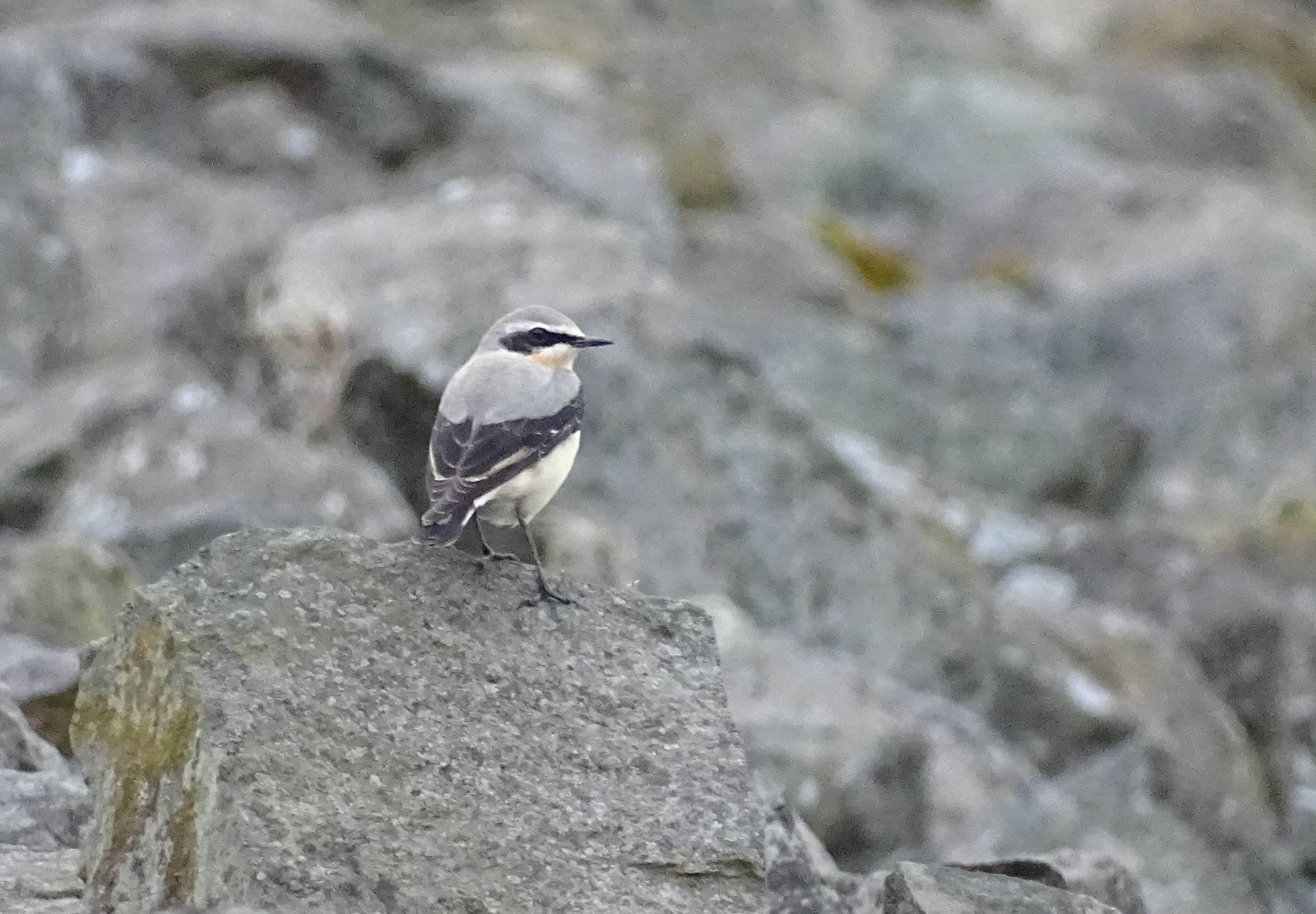 Wheatear