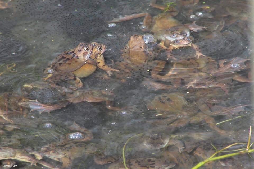 Frogs spawning