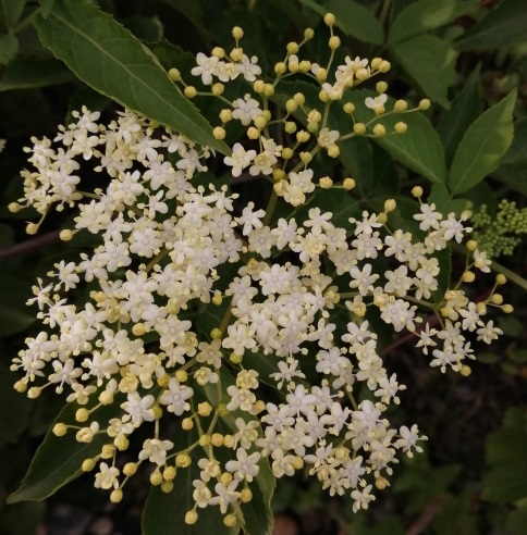 Elder flowering