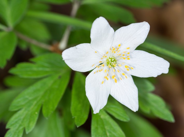 Star like wood anemone flower with six white sepals