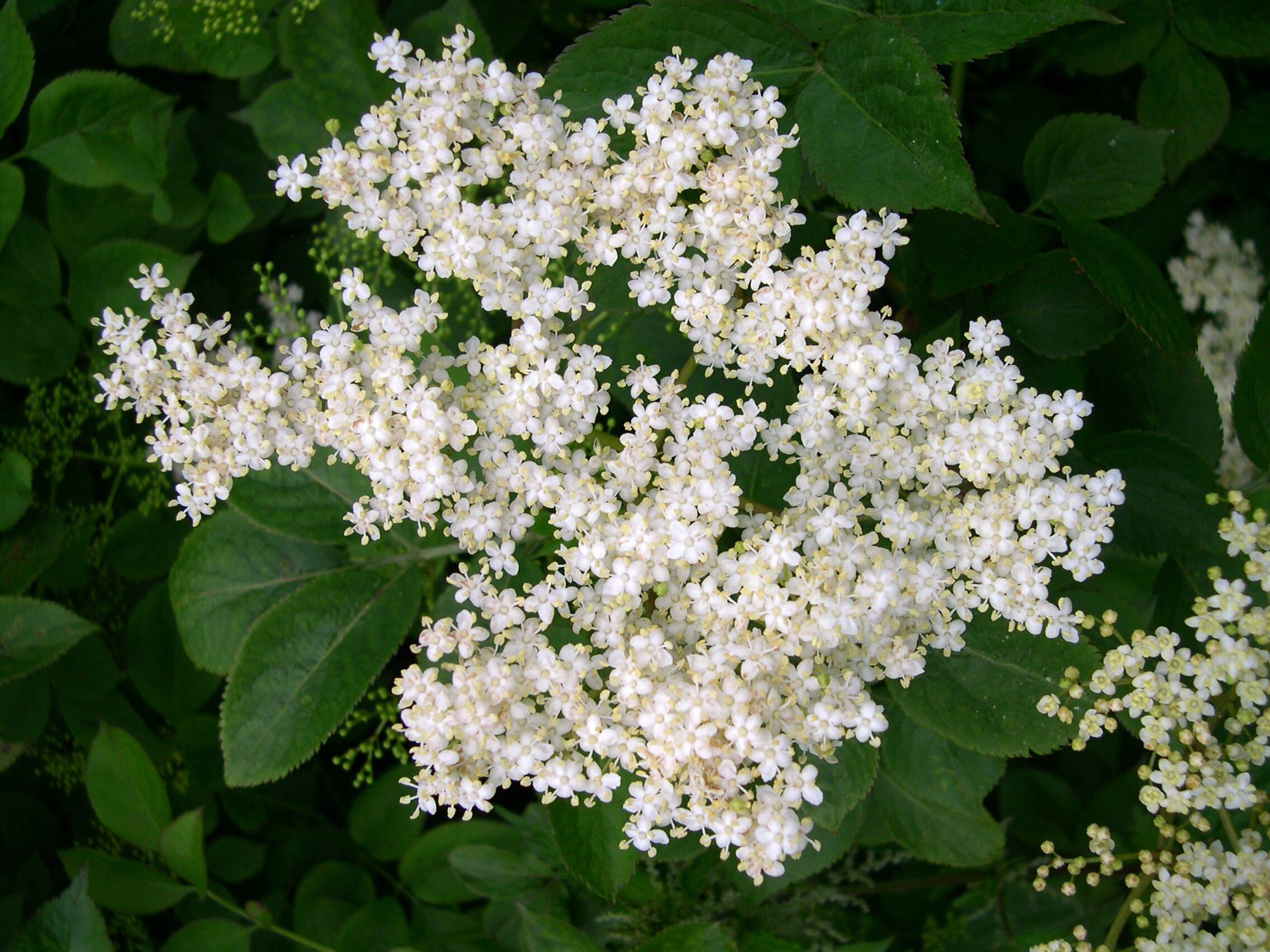 Elder flower