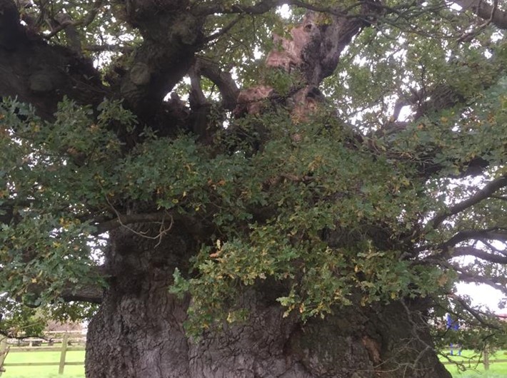 The Bowthorpe oak