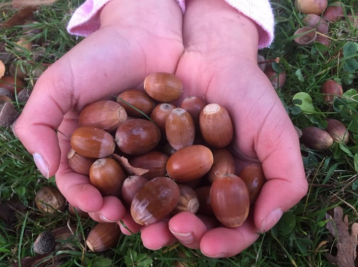 acorns in cupped hands