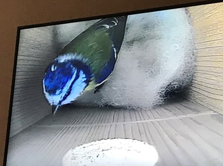 Blue tit in nest box