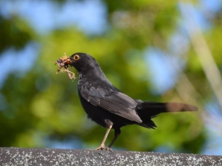Male blackbird with nesting material