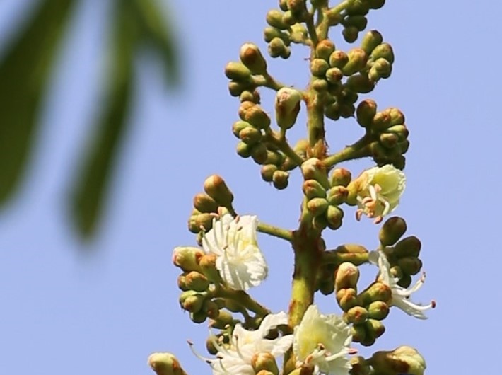 Horse chestnut flower
