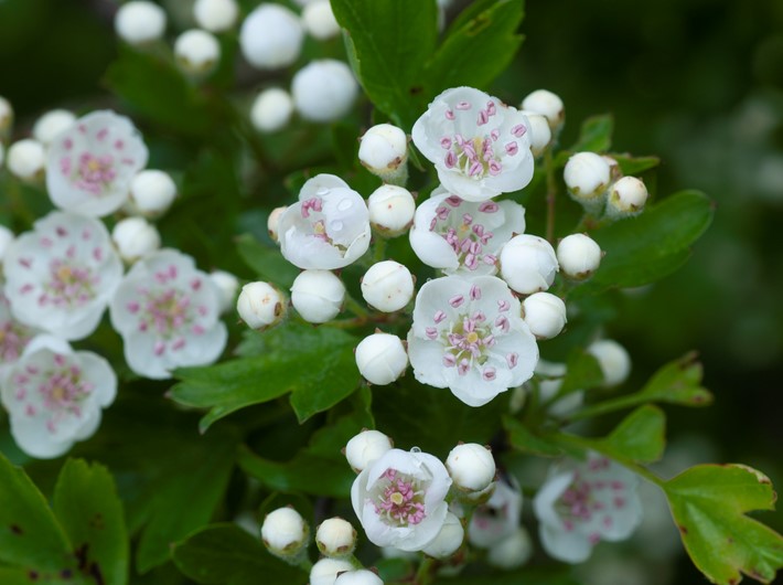 Why is Hawthorn Known as the May Tree?