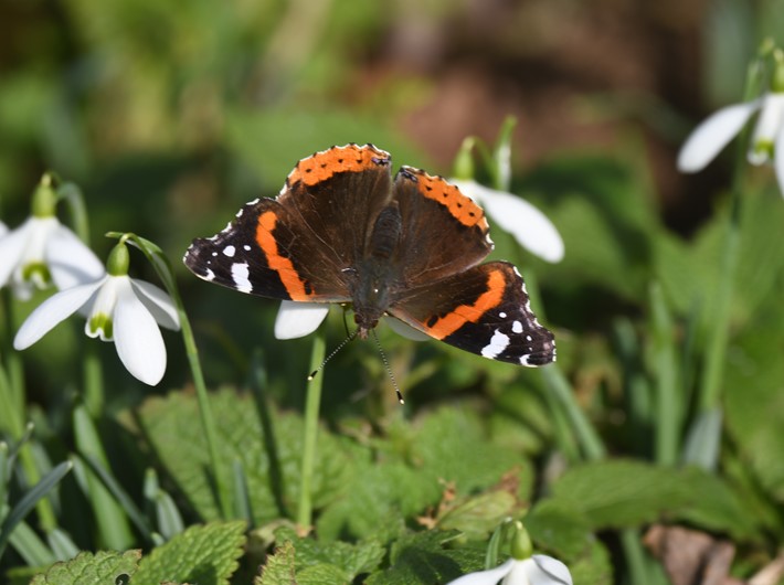 Red admiral on snowdrops