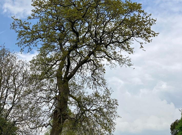 Great oak at Selborne