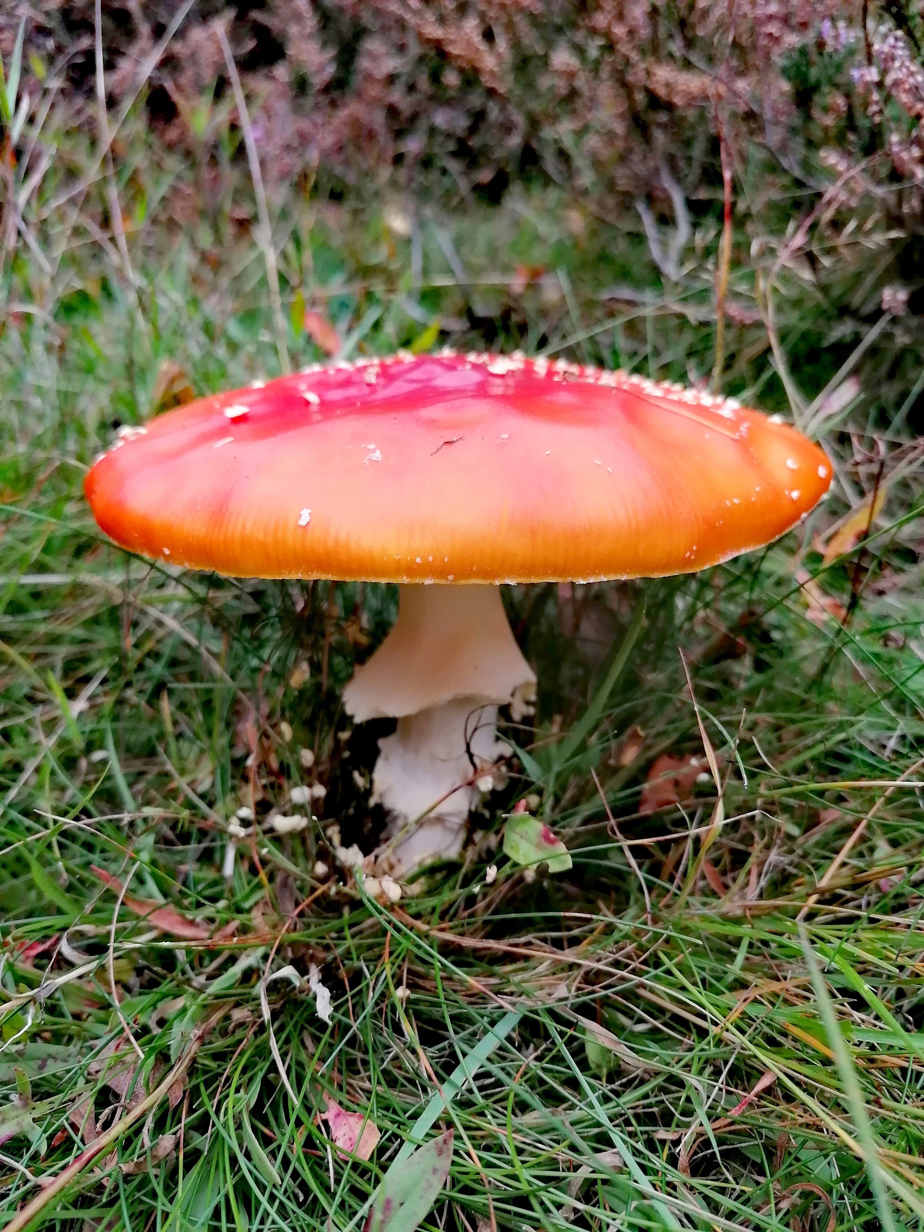 10 Fly Agaric Nature S Calendar   3124569 Db34901f Ffbe 46ab Aa73 D56e46359e6a 