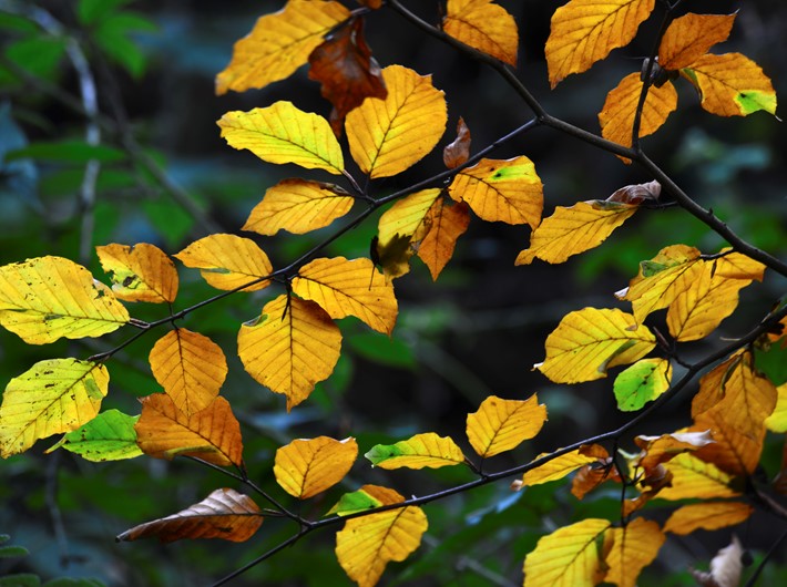 A branch of golden Beech leaves