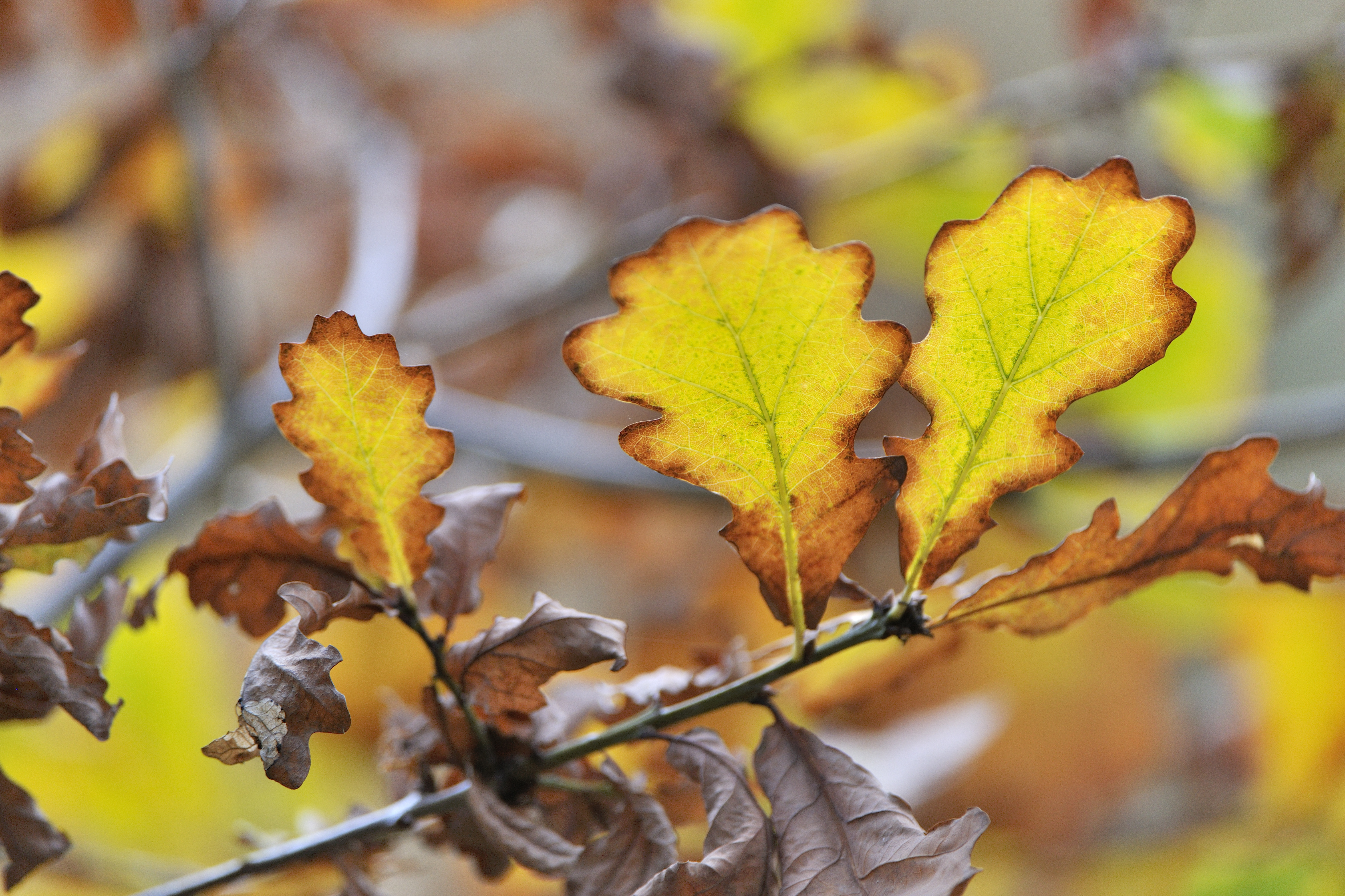 A close up of an Oak tree branch with 2 golden coloured leaves with brown edges. 