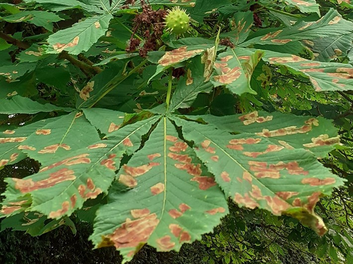 Green leaves from a Horse Chestnut tree with characteristic brown patched left by the Leaf Mining moth
