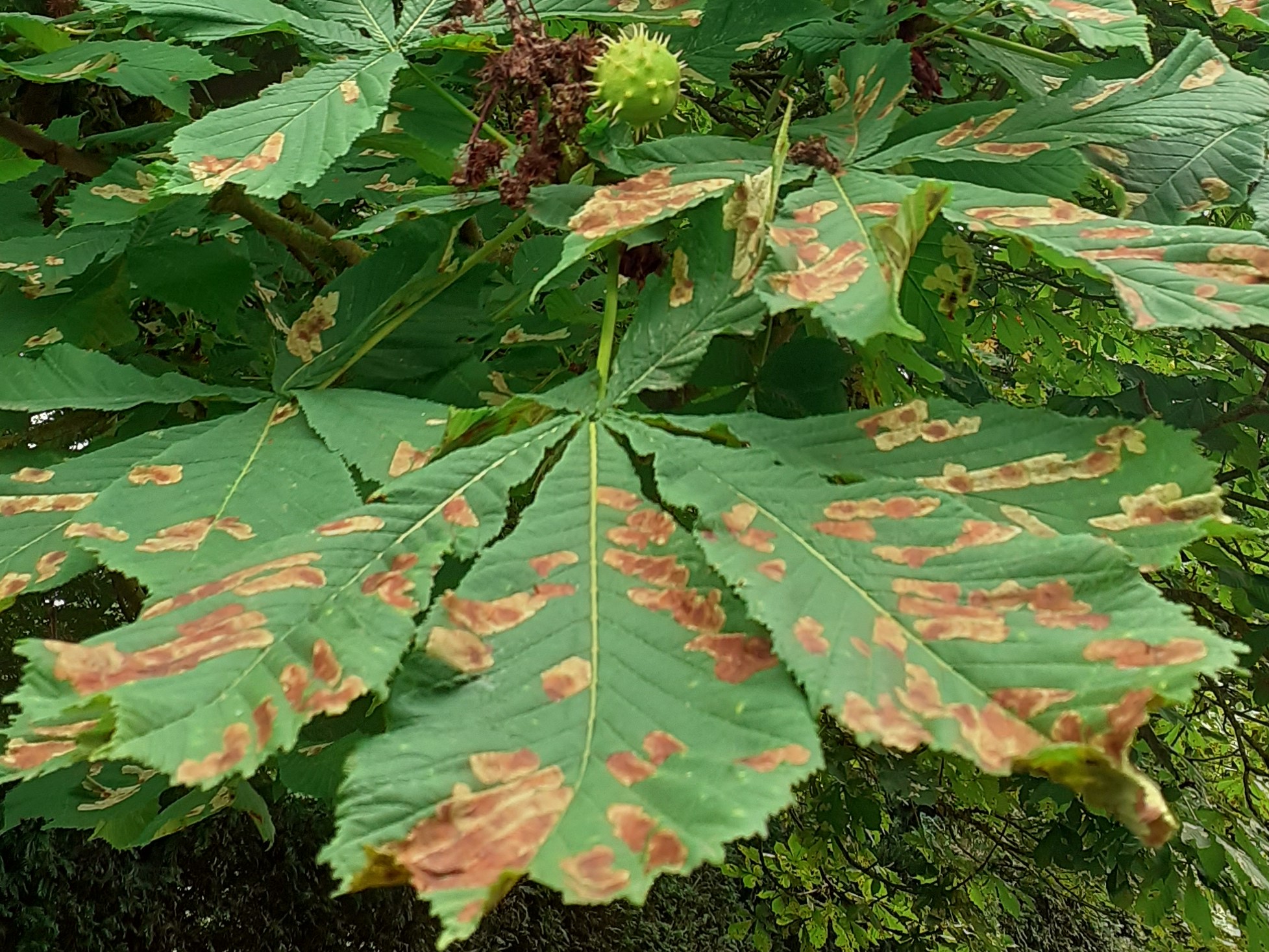 Green leaves from a Horse Chestnut tree with characteristic brown patched left by the Leaf Mining moth