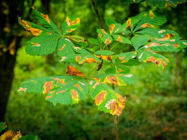 Green Horse Chestnut leaves with irregular brown blotches with a yellow halo around each blotch