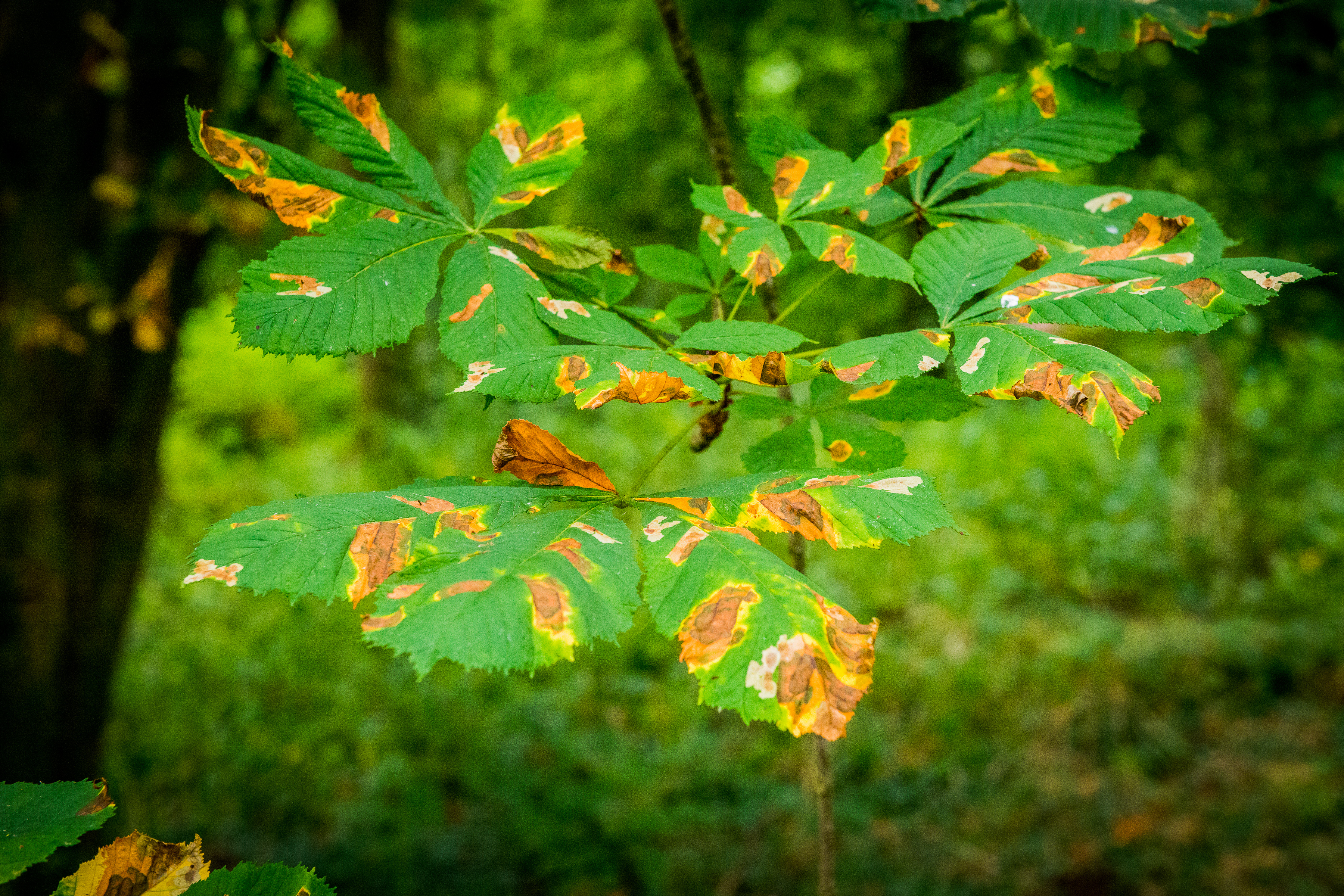 Green Horse Chestnut leaves with irregular brown blotches with a yellow halo around each blotch