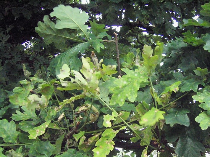 Green and yellowing Oak leaves with a faint white powdery mildew