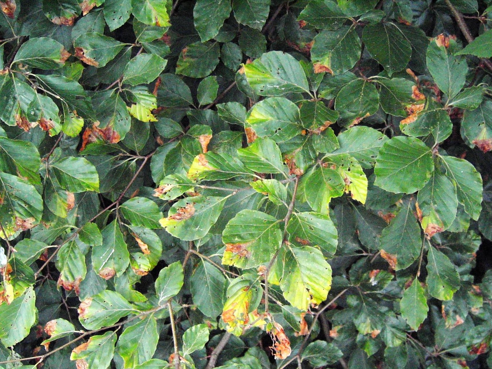 Green beech leaves turning brown at the tips