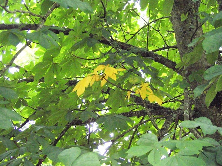A branch with yellow leaves amongst many other green leaves.