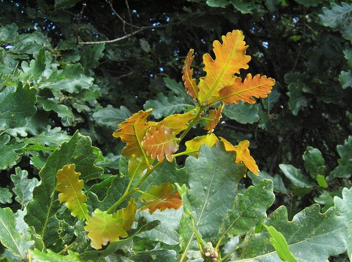 A new flush of oak leaves, they have an orange and red appearance