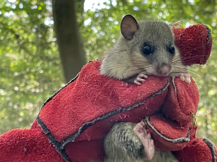 A grey Edible Dormouse if held within the grasp of a red gloved hand, facing the camera, with woodland in the background.